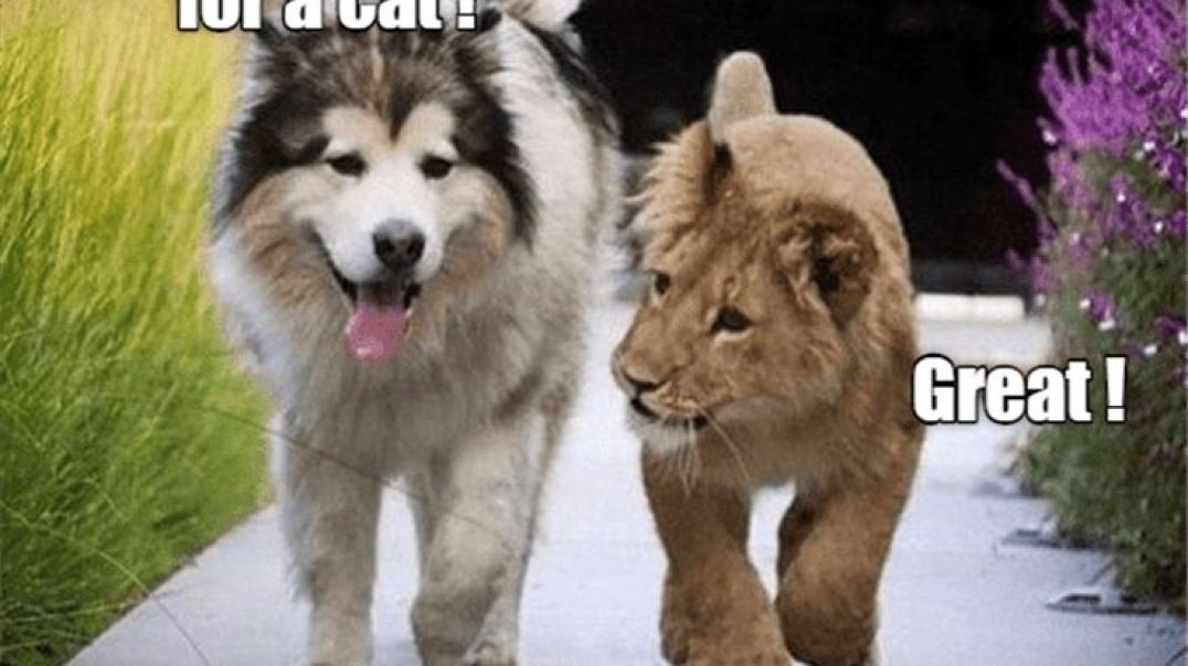 ⁣Hilarious cat fails 🥰🥰  #cats #dogs #reels #shorts #viral #pets #redfoxfolder