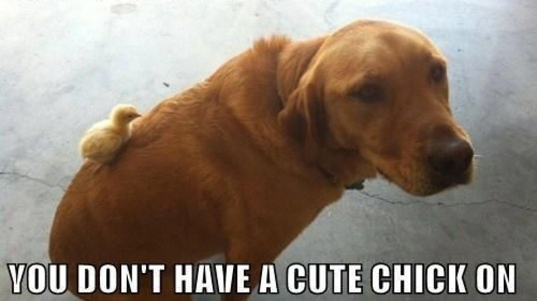 ⁣Cute dogs - like the video if you are an animal lover